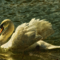 Buy canvas prints of Swan at Stover Lake by Jay Lethbridge