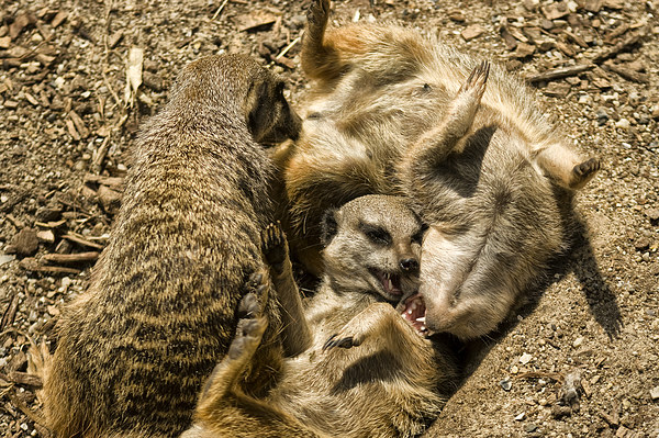Meerkats Play Time Picture Board by Jay Lethbridge
