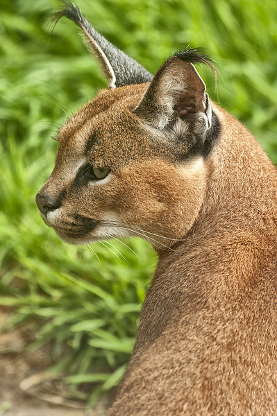 Caracal Lynx (Caracal caracal) Picture Board by Jay Lethbridge