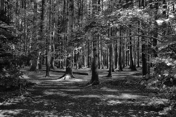Stover Country Park in Black and White Picture Board by Jay Lethbridge