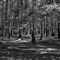 Buy canvas prints of Stover Country Park in Black and White by Jay Lethbridge