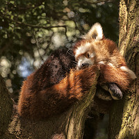 Buy canvas prints of Red Panda by Jay Lethbridge