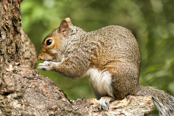 Grey Squirrel at Stover Country Park Picture Board by Jay Lethbridge