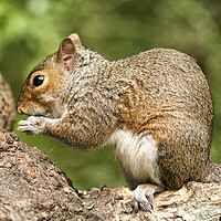 Buy canvas prints of Grey Squirrel at Stover Country Park by Jay Lethbridge