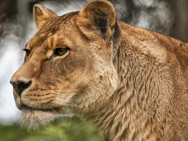 Josie the Lioness Picture Board by Jay Lethbridge