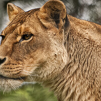 Buy canvas prints of Josie the Lioness by Jay Lethbridge