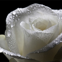 Buy canvas prints of Wet White Rose by Josh Kemp-Smith