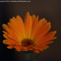 Buy canvas prints of Flower Orange by peter campbell