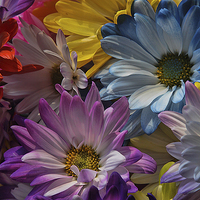Buy canvas prints of Colorful Flower by peter campbell