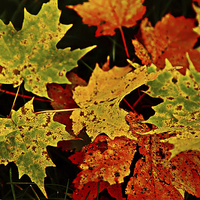 Buy canvas prints of Fall by peter campbell