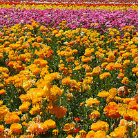 Buy canvas prints of Red, yellow, pink and orange flower fields - Giant by Nicholas Burningham