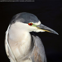 Buy canvas prints of Black-crowned Night-Heron - Nycticorax nycticorax by Nicholas Burningham