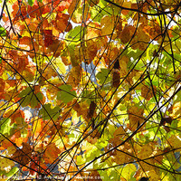 Buy canvas prints of Backlit Fall Leaves by Nicholas Burningham