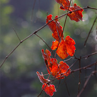 Buy canvas prints of Fall leaves by Nicholas Burningham