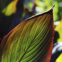 Buy canvas prints of Colorful tropical leaf in the Fall by Nicholas Burningham