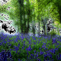 Buy canvas prints of Bluebell Wood by Anthony Palmer-Greene