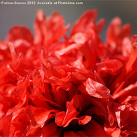 Buy canvas prints of Red Poppy by Anthony Palmer-Greene