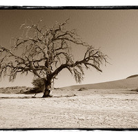 Buy canvas prints of Namibian Trees 5 by Alan Bishop