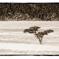 Buy canvas prints of Namibian Trees 7 by Alan Bishop