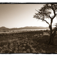 Buy canvas prints of Namibian Trees 8 by Alan Bishop