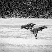 Buy canvas prints of Namibian Trees 7 B&W by Alan Bishop