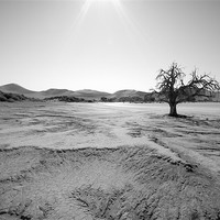 Buy canvas prints of Namibian Trees 6 B&W by Alan Bishop