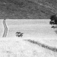 Buy canvas prints of Namibian Trees 4 B&W by Alan Bishop