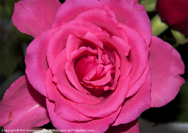 Pink Rose Picture Board by Phil Emmerson