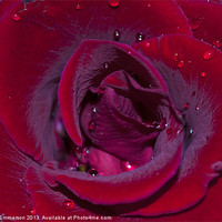 Buy canvas prints of Rose Water by Phil Emmerson
