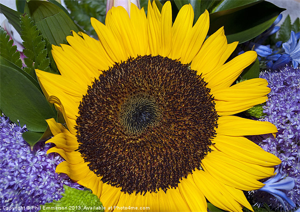 Bright Sunflower Picture Board by Phil Emmerson