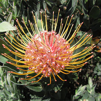 Buy canvas prints of Protea Bloom by N C Photography