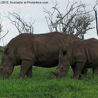 Buy canvas prints of Mum and Son Rhinos by N C Photography