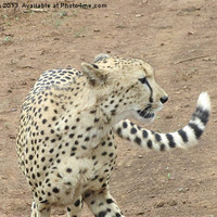 Buy canvas prints of Cheetah Up Close by N C Photography