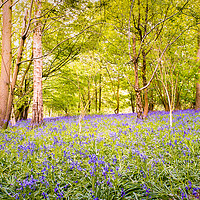 Buy canvas prints of Beautiful woodland covered in bluebells, Essex by Jonny Essex