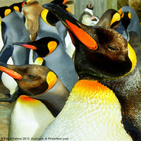 Buy canvas prints of King Penguin  by Paula Palmer canvas