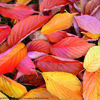 Buy canvas prints of Arty fallen leaves! by Paula Palmer canvas