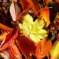 Buy canvas prints of More arty fallen leaves! by Paula Palmer canvas