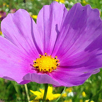 Buy canvas prints of Cosmos wildflower by Paula Palmer canvas