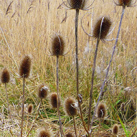 Buy canvas prints of Teasels and bulrushes by Paula Palmer canvas