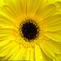 Buy canvas prints of Raindrops on the gerbera! by Paula Palmer canvas