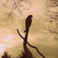 Buy canvas prints of Silhouette of a parrot! by Paula Palmer canvas