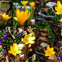 Buy canvas prints of Arty crocus collage by Paula Palmer canvas