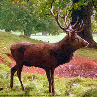 Buy canvas prints of A red deer stag by Paula Palmer canvas
