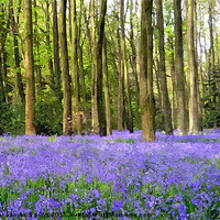 Buy canvas prints of Bluebell wood in texture by Paula Palmer canvas