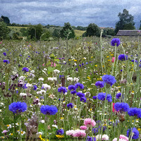 Buy canvas prints of Wildflower meadow 1 by Paula Palmer canvas