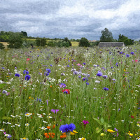 Buy canvas prints of wildflower meadow 3 by Paula Palmer canvas