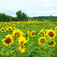 Buy canvas prints of Sunflower field by Paula Palmer canvas
