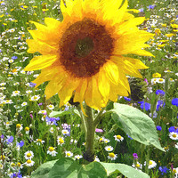 Buy canvas prints of sunflower in wildflower meadow 2 by Paula Palmer canvas