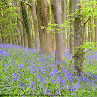 Buy canvas prints of Blue,Blue Bluebells! by Paula Palmer canvas