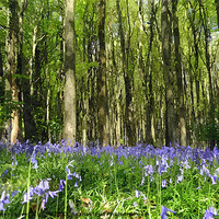 Buy canvas prints of Enchanting bluebell wood! by Paula Palmer canvas